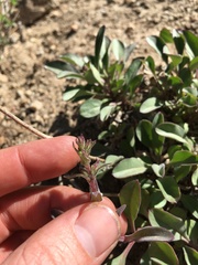 Penstemon papillatus