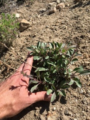 Penstemon papillatus