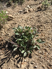 Penstemon papillatus