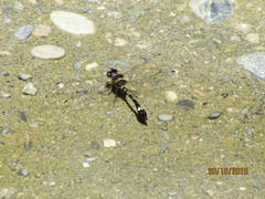 Macrothemis pseudimitans