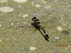 Macrothemis pseudimitans
