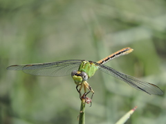 Erpetogomphus