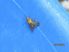 Paraethria flavosignata