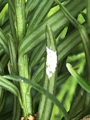 Pulvinaria floccifera