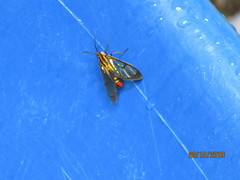 Paraethria flavosignata