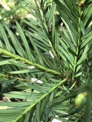 Pulvinaria floccifera