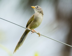 Wedge-Tailed Grass-Finch photo 3