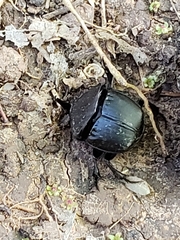 Phanaeus texensis