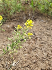 Alyssum montanum