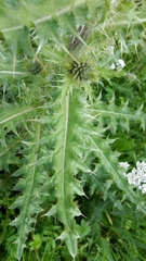 Cirsium parryi