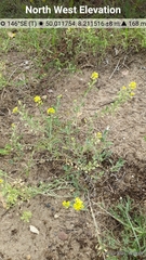Alyssum montanum