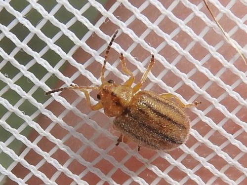 American Goldenrod Leaf Beetle photo 2