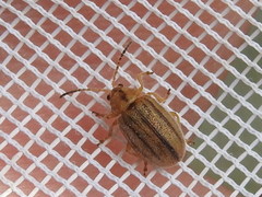 Ophraella americana