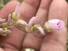 Sphaeralcea ambigua rosacea