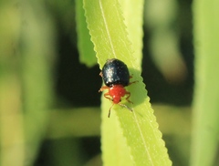 Plagiodera arizonae