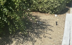 Sceloporus occidentalis