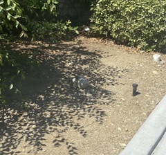 Sceloporus occidentalis