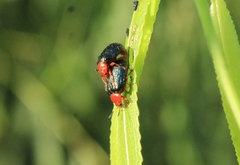 Plagiodera arizonae
