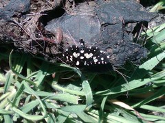 Pseudothyris sepulchralis