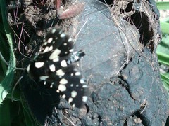 Pseudothyris sepulchralis