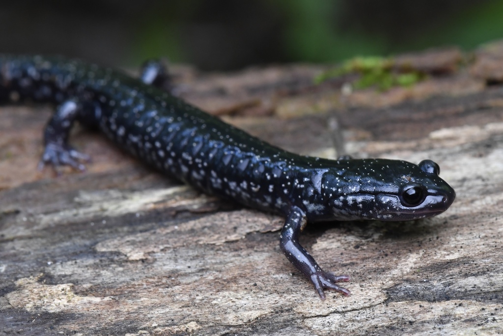 Southern Appalachian Salamander