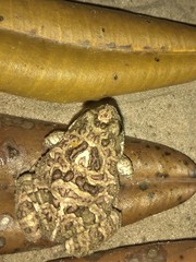 Physalaemus marmoratus