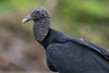 Black Vulture - Photo (c) llsproat, some rights reserved (CC BY-NC-SA)