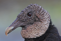 Black Vulture photo 6