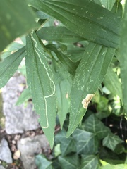 Nemorimyza posticata