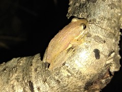 Scinax fuscomarginatus