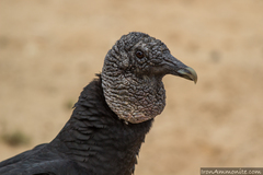 Black Vulture photo 5