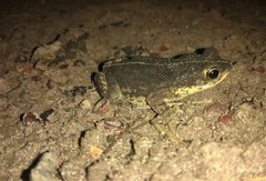 Rhinella mirandaribeiroi