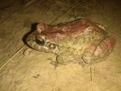 Leptodactylus syphax