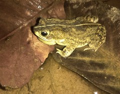 Rhinella mirandaribeiroi