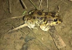 Leptodactylus troglodytes