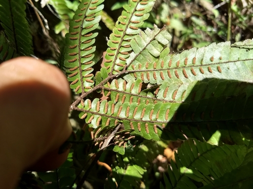 Image of Adiantum pulverulentum by (c) Obed Palagot Echavarria, some rights reserved (CC BY-SA)