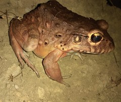 Leptodactylus labyrinthicus