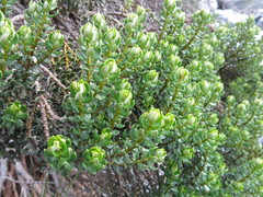 Olearia nummulariifolia