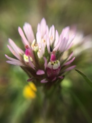 Castilleja densiflora densiflora
