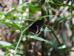 Parides erithalion