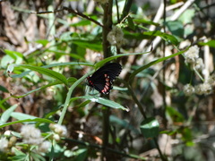 Parides erithalion