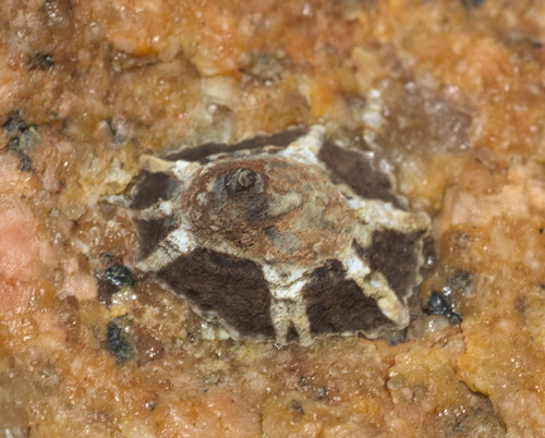 Patelloida saccharina