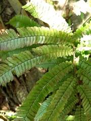 Adiantum pulverulentum
