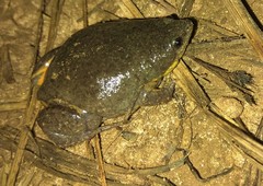 Elachistocleis cesarii