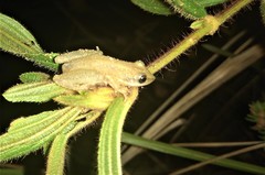 Scinax fuscomarginatus