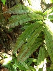 Adiantum pulverulentum
