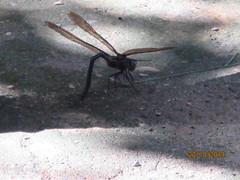 Gynacantha membranalis