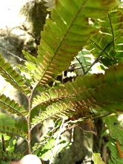 Adiantum pulverulentum