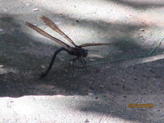 Gynacantha membranalis