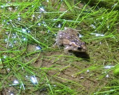 Pseudopaludicola mystacalis